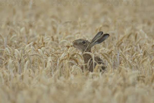 European brown hare (Lepus europaeus) adult animal eating a wheat plant sheath in a farmland field in summer, England, United Kingdom
