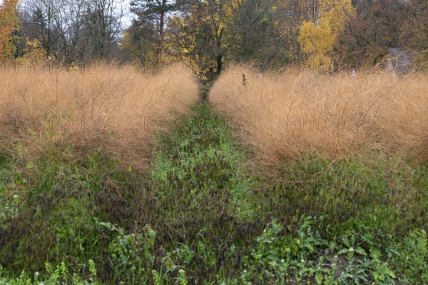 Asparagus herb in herb color, Eckental, Middle Franconia, Bavaria, Germany