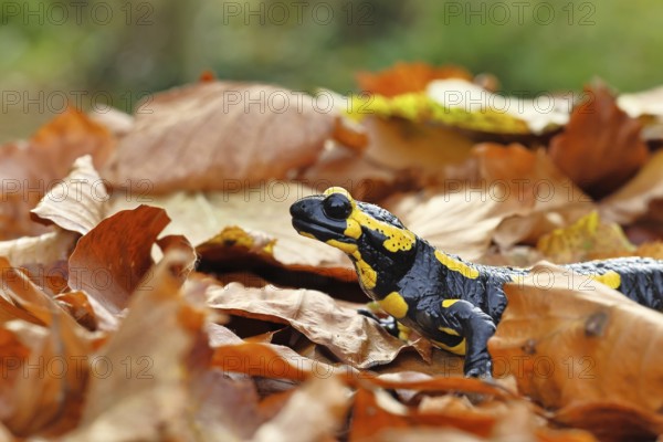 Fire salamander (Salamandra salamandra), in a beech forest on autumn leaves, autumn, Wilnsdorf, North Rhine-Westphalia, Germany
