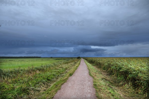 Hiking trail through the lagoon landscape, rain clouds (Nimbostratus), Ahrenshoop, Darß, Mecklenburg-Western Pomerania, Germany