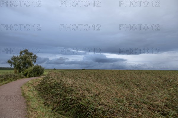 Reed, thatch (Phragmites australis) on the lagoon, dark rain clouds (Nimbostratus), Ahrenshoop, Darß, Mecklenburg-Western Pomerania, Germany