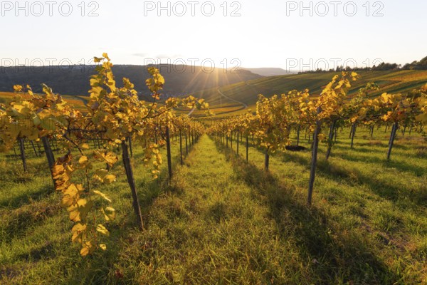 Golden evening sun shines over the colorful vines in the vineyards of Beutelsbach and Weinstadt Baden-Württemberg Germany