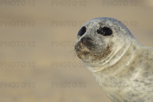 Common seal (Phoca vitulina) adult animal head portrait, England, United Kingdom