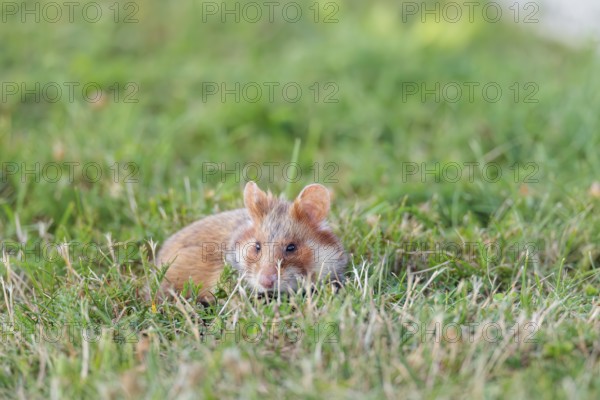A European hamster (Cricetus cricetus) forages for food on green grass. Vienna, Austria