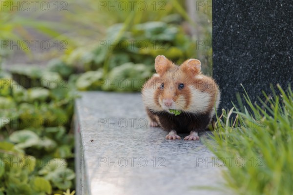 A European hamster (Cricetus cricetus) runs across graves in search for food. Vienna, Austria