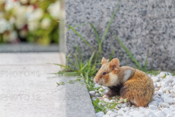 A European hamster (Cricetus cricetus) forages for food on a grave. Vienna, Austria