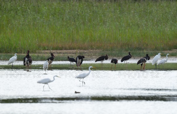 Black storks (Ciconia nigra) and great egret (Ardea alba) in the shallow water zone of a pond, Lower Saxony, Germany