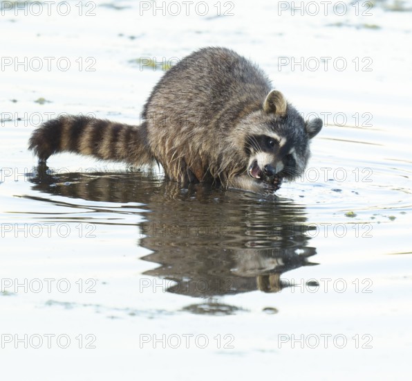 Raccoon (Procyon lotor), looking for food in the shallow water zone of a lake, Lower Saxony, Germany