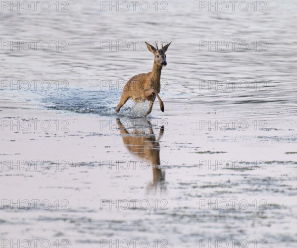 Deer (Capreolus capreolus), young roebuck running through the shallow water zone of a lake, Lower Saxony, Germany