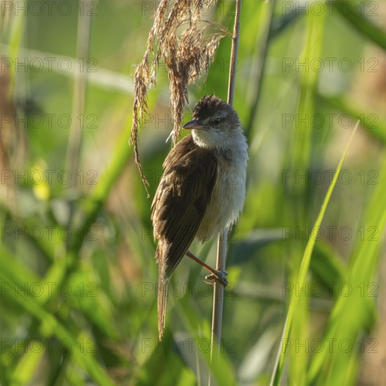 Thrush warbler (Acrocephalus arundinaceus) on a reed, reed (Phragmites australis), Lower Saxony, Germany