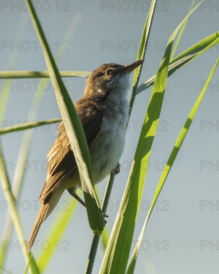 Thrush warbler (Acrocephalus arundinaceus) on a reed, reed (Phragmites australis), Lower Saxony, Germany