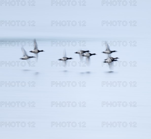 Heron duck (Aythya fuligula), heron flying over a lake, motion blur, long exposure, pull, mopping effect, Lower Saxony, Germany