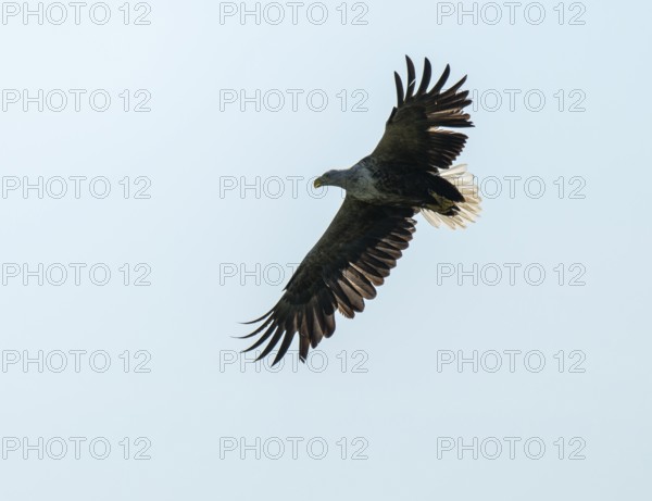 White-tailed eagle (Haliaeetus albicilla) in flight looking for food, Lower Saxony, Germany
