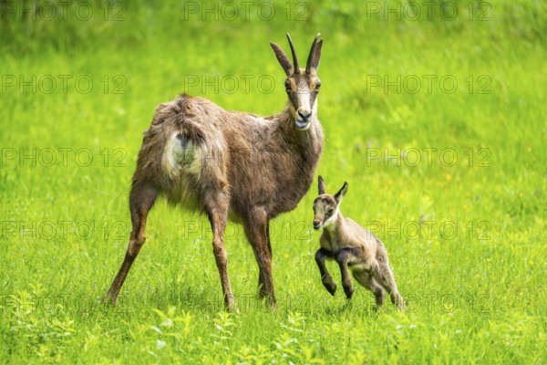 Chamois (Rupicapra rupicapra) Mother (doe) with her youngster (fawn) on a meadow, Austria