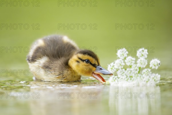 Wild duck (Anas platyrhynchos) chick swimming on a lake, Bavaria, Germany