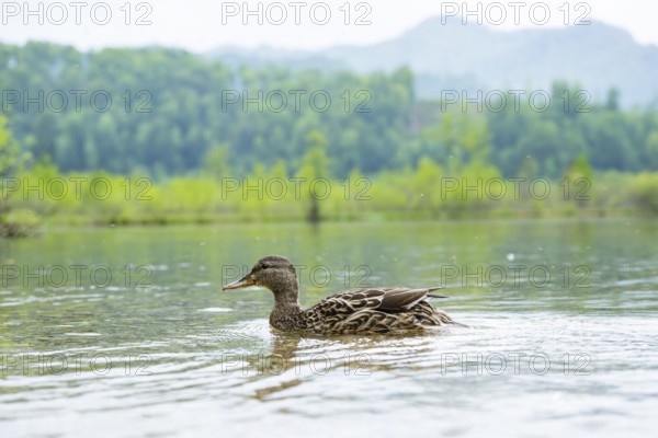 Wild duck (Anas platyrhynchos) female swimming in a lake, Bavaria, Germany