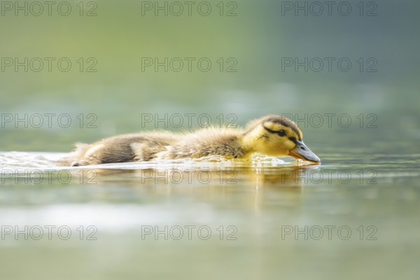 Wild duck (Anas platyrhynchos) chick swimming on a lake, Bavaria, Germany