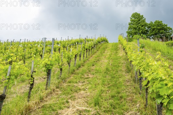 Landscape of the wine yards growing on the hills of southern styria, Austria