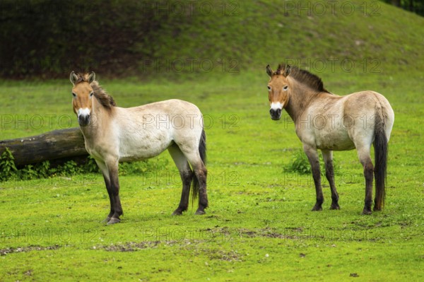 Przewalski's horse (Equus ferus przewalskii) standing on a meadow, Austria, Germany