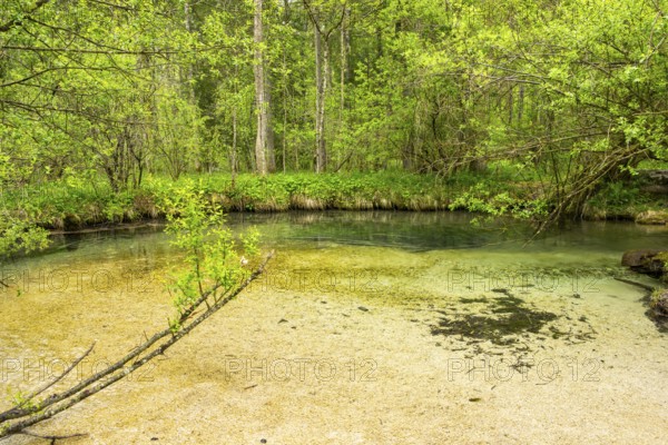 Lanscape of a little stream flowing through the forest in spring on a rainy day, Bavaria, Germany