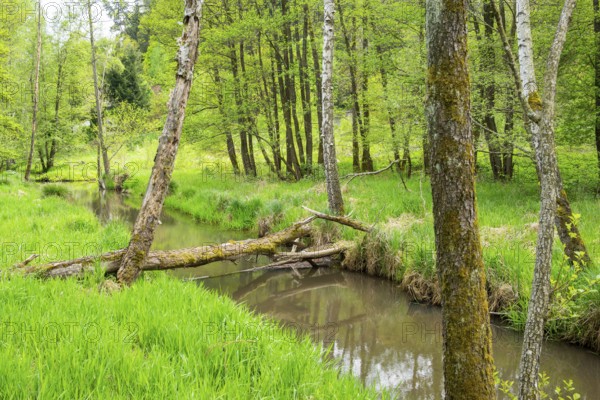 Lanscape of a little stream flowing through the forest in spring on a rainy day, Bavaria, Germany
