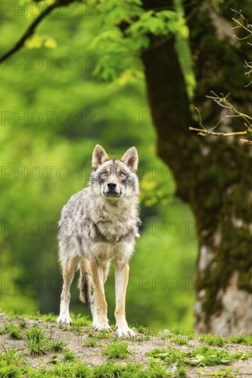 Eurasian wolf (Canis lupus lupus) in a forest, Austria