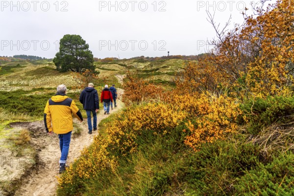 Dune sheep of Ostplate, in the east of the East Frisian island of Spiekeroog, autumn, brown dunes, Lower Saxony, Germany