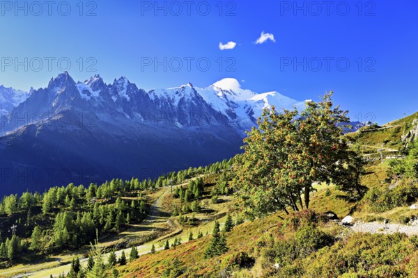 Mountain forest in an autumnal landscape with the snow-covered Mont Blanc massif in the background, Chamonix-Mont-Blanc, Haute-Savoie, France