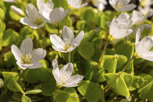 Close-up of blooming woodland sorrel (Oxalis acetosella) on the ground of a forest in spring, Germany