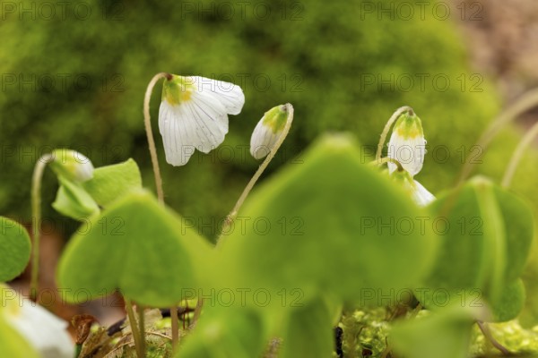Close-up of blooming woodland sorrel (Oxalis acetosella) on the moss-covered soil of a forest in spring, Germany