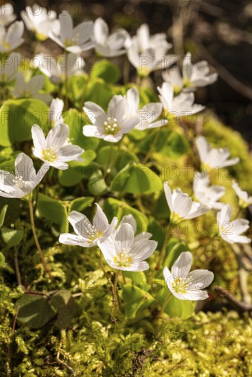 Close-up of a group of blooming woodland sorrel (Oxalis acetosella) on moss-covered dead wood in a forest in spring, Germany