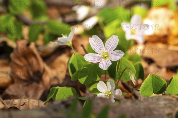 Close-up of blooming woodland sorrel (Oxalis acetosella) on the leafy ground of a forest in spring, Germany