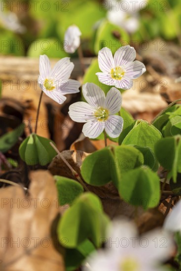 Close-up of blooming woodland sorrel (Oxalis acetosella) on the ground of a forest in spring, Germany