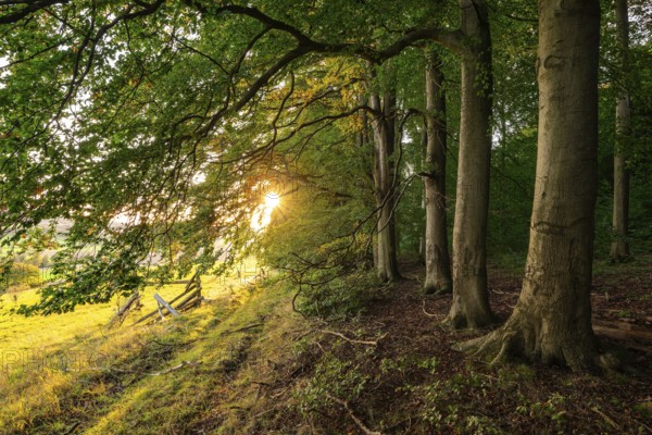 The evening sun shines picturesquely on the old beech trees at the edge of a forest, Griessen, Lower Saxony, Germany