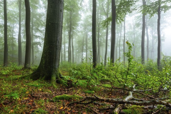 Foggy beech forest with mystical and calm atmosphere, Winterberg, Eschenbruch, North Rhine-Westphalia, Germany