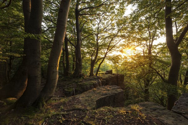 A picturesque sunset bathes the forest and rocky cliffs of the Kanstein in golden light, Thüster Berg, Ith-Hils-Weg, Salzhemmendorf, Lower Saxony, Germany