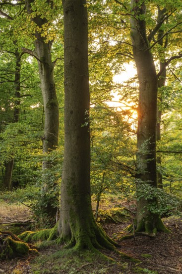 Warm sunlight shines picturesquely through an atmospheric forest on a group of old beech trees, Blomberg, North Rhine-Westphalia, Germany