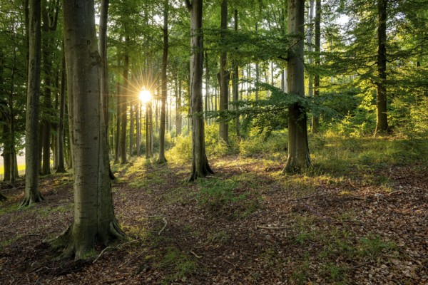 Evening sunlight shines in a star shape through an atmospheric forest with tall beech trees, creating long shadows on the forest floor and a mystical atmosphere, Grießem, Lower Saxony, Germany