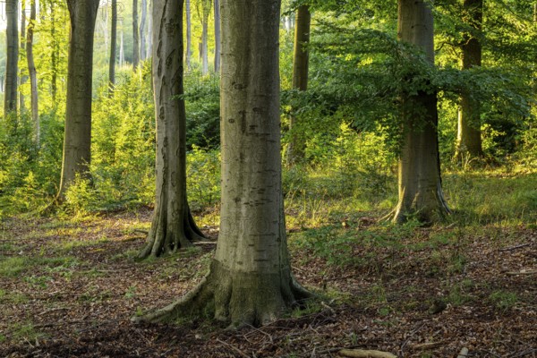 Group of beech trees in atmospheric light in a forest near Griessem, Lower Saxony, Germany