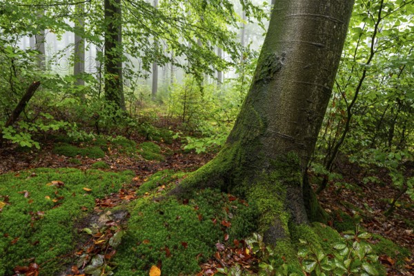 Close-up of a beech tree with moss-covered roots on a trail in a foggy forest, Winterberg, Eschenbruch, North Rhine-Westphalia, Germany