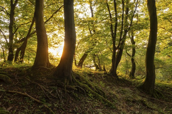 Idyllic forest in the evening light, the sun shines between beech trees with gnarled roots, Bad Pyrmont, Lower Saxony, Germany