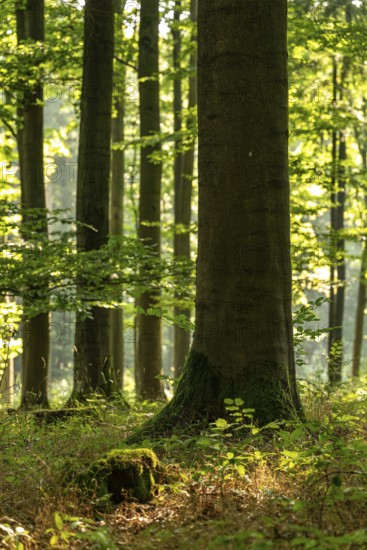 Light-flooded image of an old beech tree trunk with low depth of focus in a forest above Bad Pyrmont, Lower Saxony, Germany