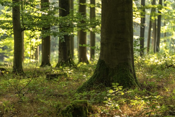 Light-flooded image of an old beech tree trunk with low depth of focus in a forest above Bad Pyrmont, Lower Saxony, Germany
