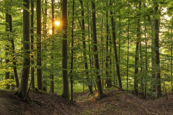 The sun shines in a picturesque beech forest on the Eichenberg near Blomberg, North Rhine-Westphalia, Germany