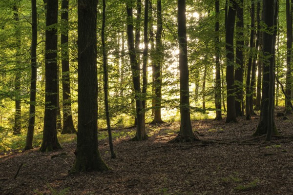 Light-flooded beech forest on the Eichenberg near Blomberg, North Rhine-Westphalia, Germany
