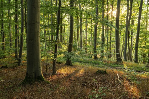 The warm evening sunlight shines through an idyllic beech forest, Bad Pyrmont, Lower Saxony, Germany