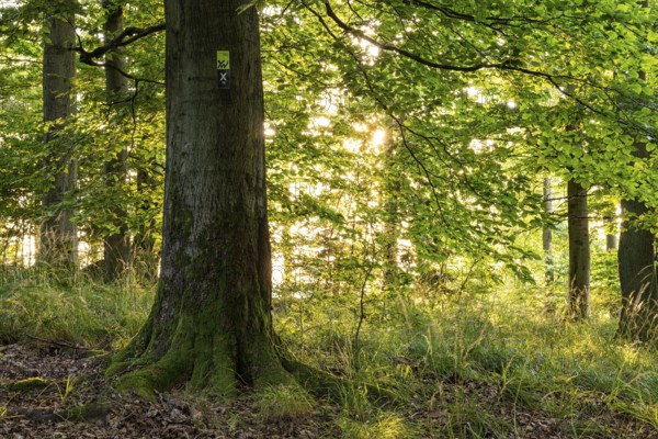 The sun shines between the trunks of beech trees into a forest with lush green foliage, on a moss-covered tree trunk there is a sign for the Weser Uplands Trail, Solling-Vogler nature park Park, Lower Saxony, Germany
