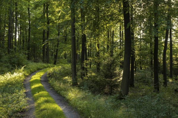 Curve of a grassy forest road through a green beech forest, Bad Pyrmont, Lower Saxony, Germany