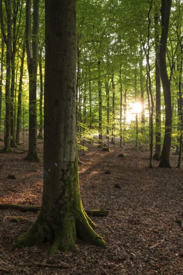 The sun shines on the trunks of old beech trees in a sparse forest with leafy soil, Eichenberg, Blomberg, North Rhine-Westphalia, Germany