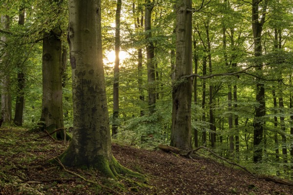The sun shines through the trunks of beech trees into an idyllic forest with lush green foliage, Extertal, North Rhine-Westphalia, Germany